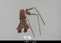 藏品(中國湖北皮影戲偶身)的圖片